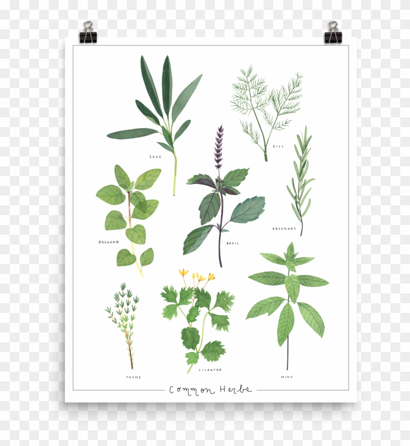 Herbs-poster Mockup Transparent Transparent - Illustration Clipart