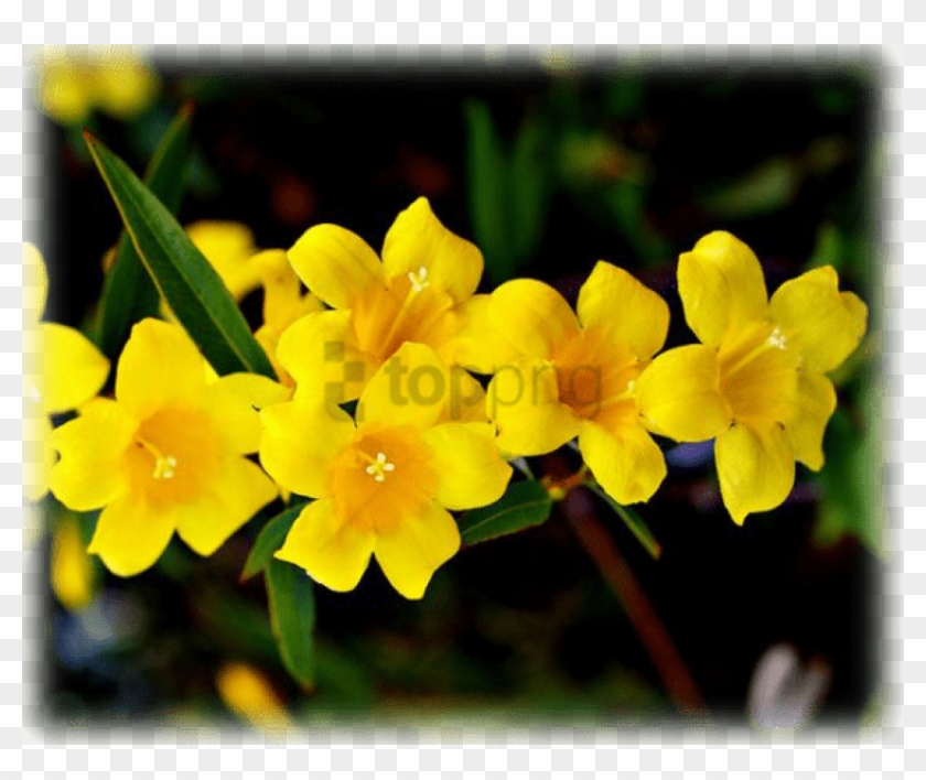 Free Png Download Herbs And Influenza - Carolina Jasmine Clipart