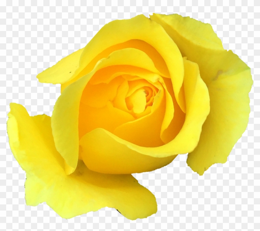 Free Download - Garden Roses Clipart