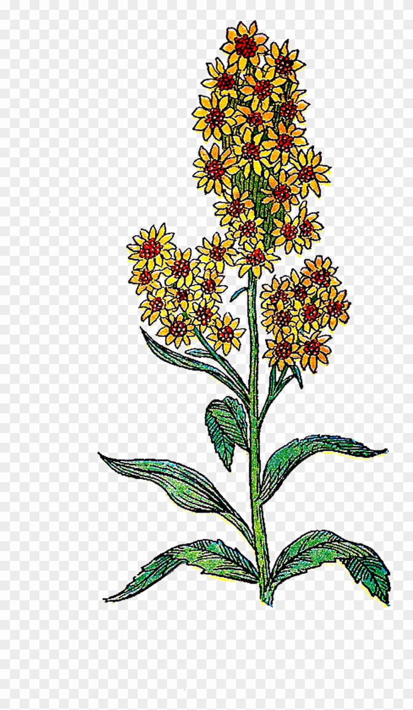 Herb - Broomrape Clipart #1419640