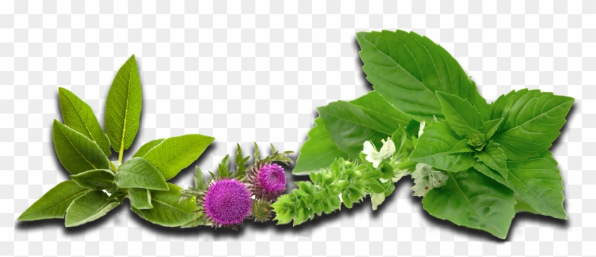 Herbs - Greater Burdock Clipart