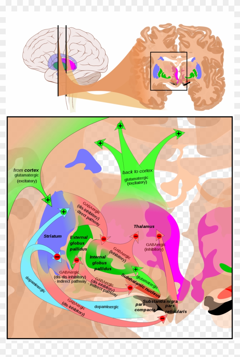 Basal Ganglia Circuits Clipart