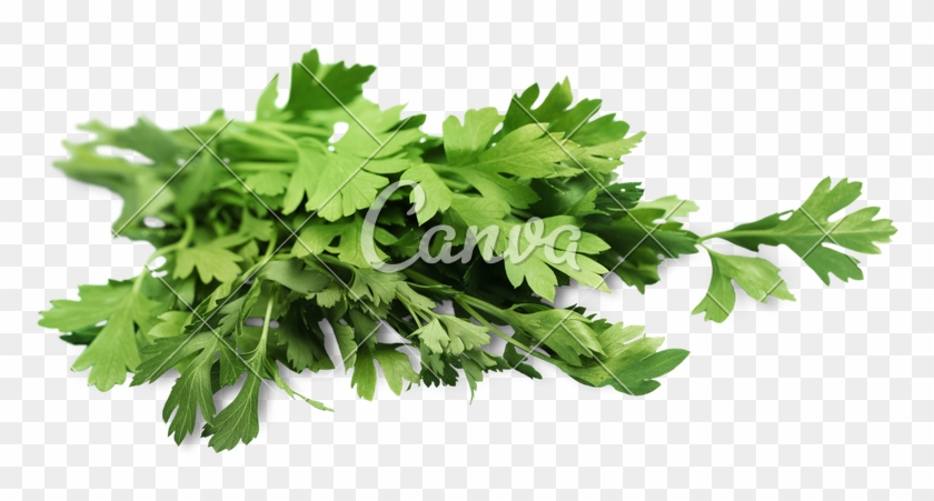 Fresh Isolated On White Photos By Canva - Parsley Clipart