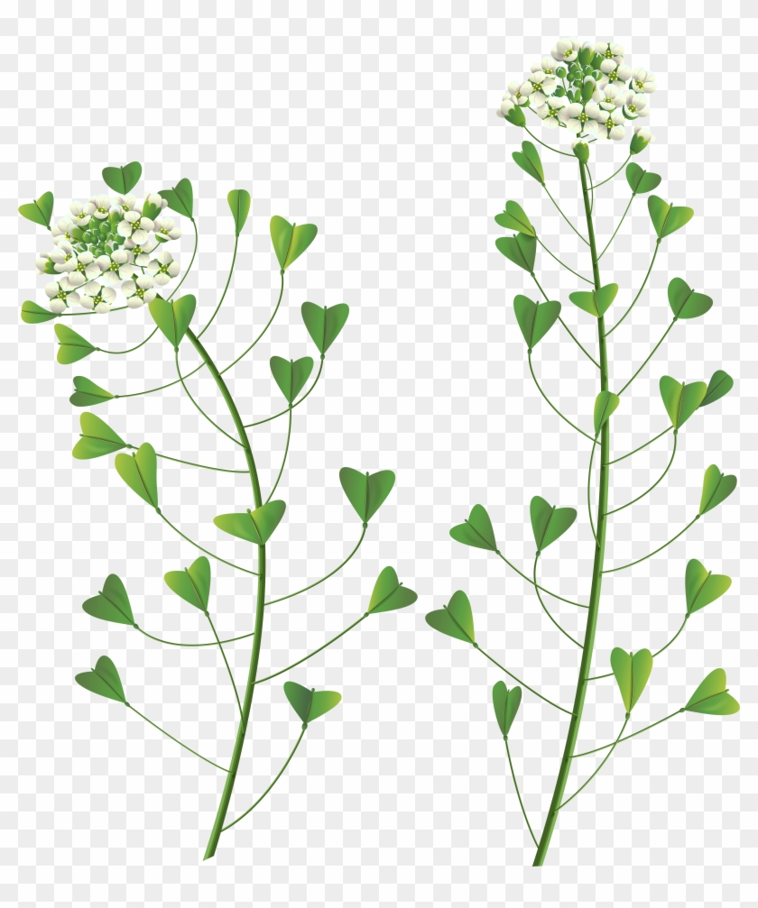 Herbs Clipart Silhouette - Png Download #1420092