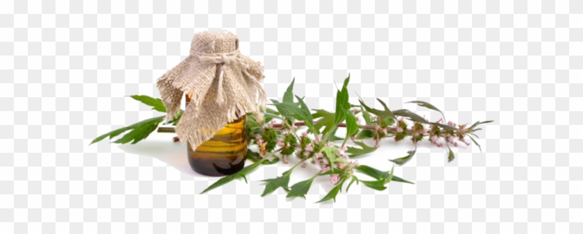 Mountain Rose Herbs Organic Motherwort - Leonurus Clipart #1420237