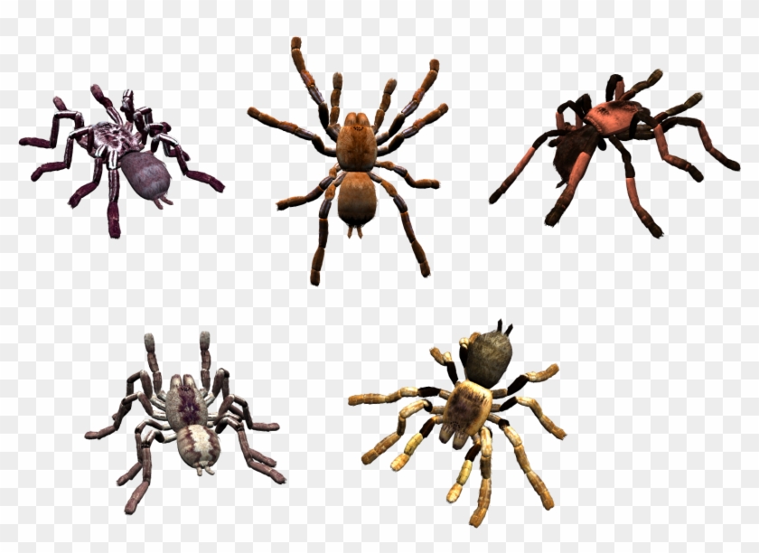 Spider Clipart
