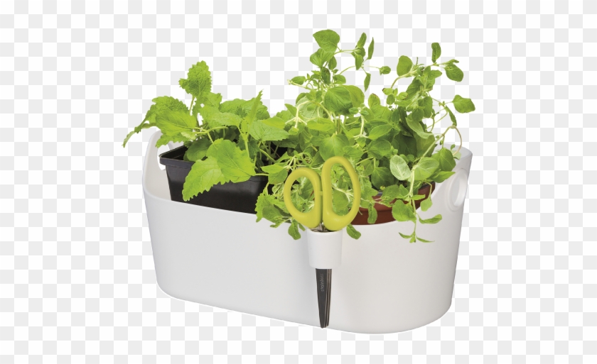 Home > Collection > Brussels Herbs Station - Flowerpot Clipart