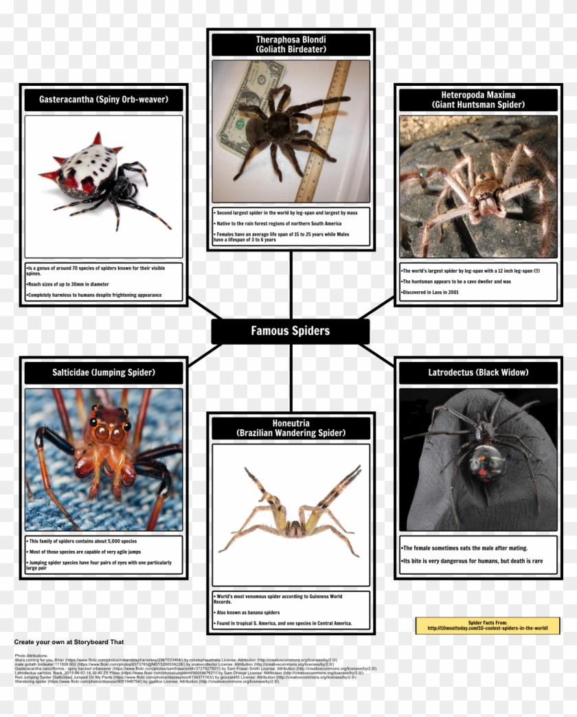 Spider Map Of Spiders - Theraphosa Blondi Clipart #1420504