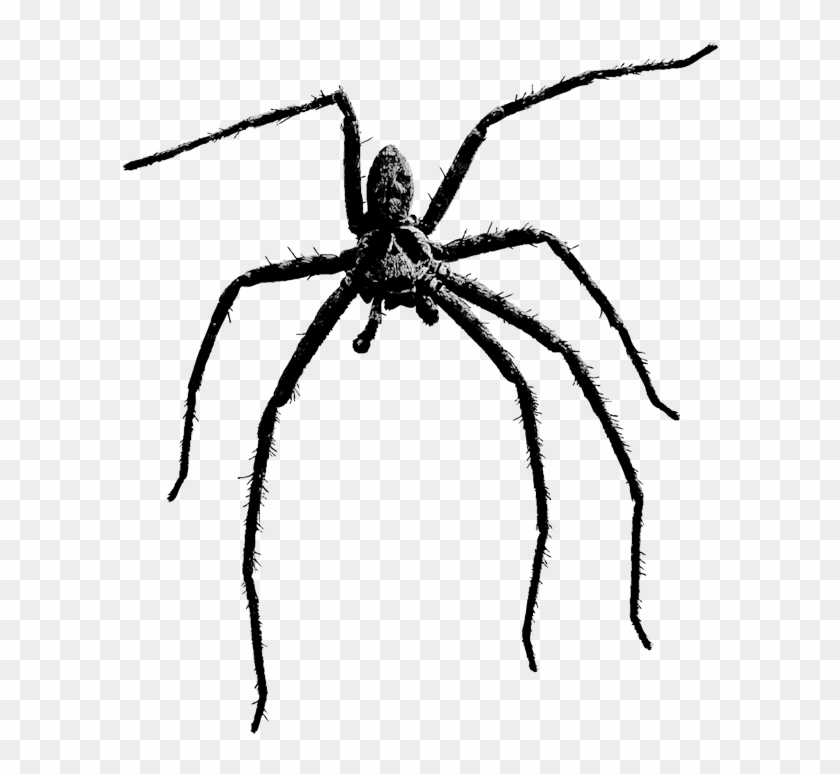 Jpg Library Download Transparent Spiders Scary - Scary Spider Transparent Clipart #1420538