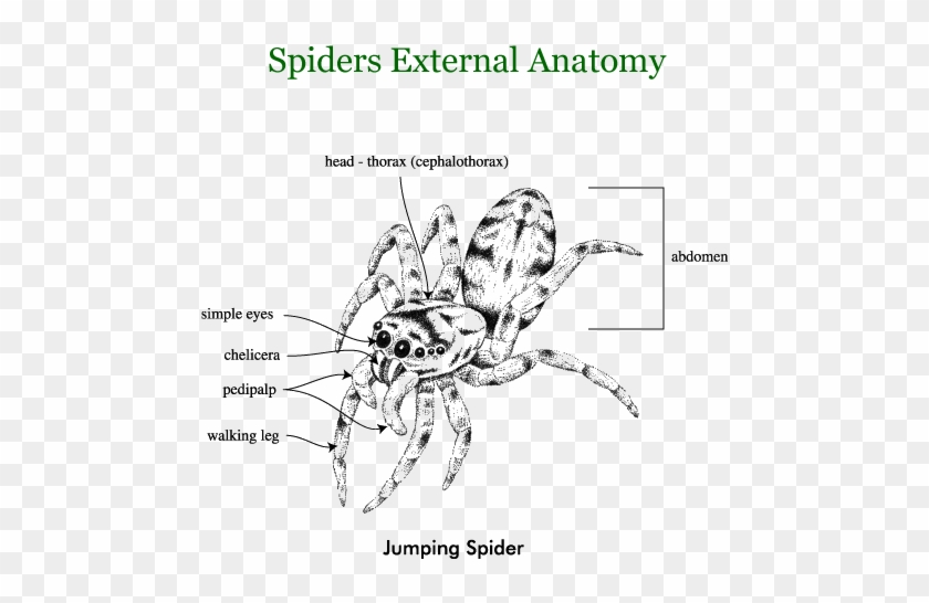 Spiders - Jumping Spider External Anatomy Clipart #1420816