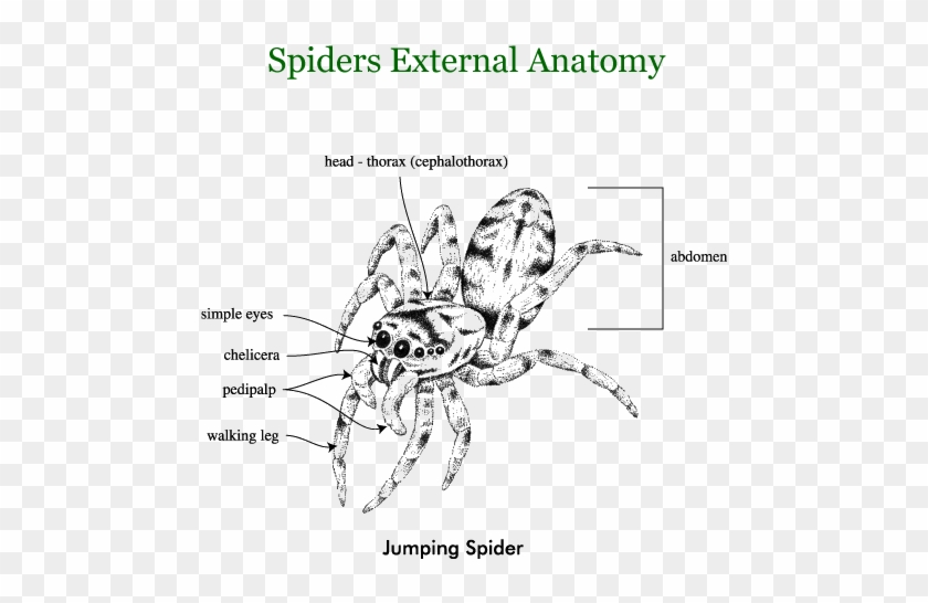 Spiders - Jumping Spider External Anatomy Clipart