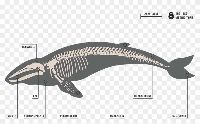 Image - Skeleton Of A Baleen Whale Clipart