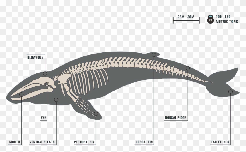 Image - Skeleton Of A Baleen Whale Clipart #1421079