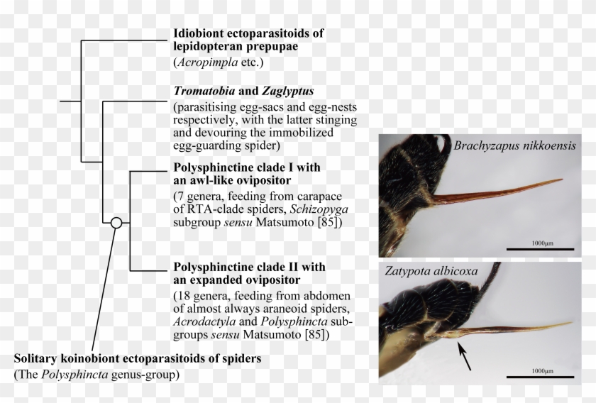 Parasite170127-fig1 Ovipositor Pimplinae - Rat Clipart #1421186