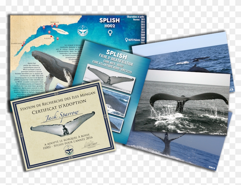 Adoption Package - Killer Whale Clipart #1421486
