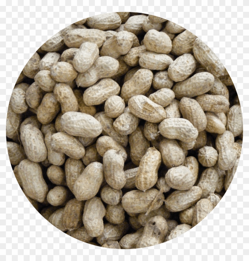 Seed Circle Peanuts - Seed Clipart #1422353