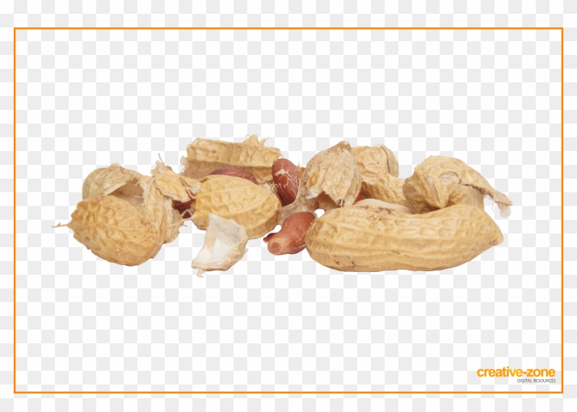 Peanuts, Arachis - Natural Foods Clipart #1422728