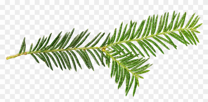 Stand-alone, Nature, Background, Sheet, Christmas Tree - Herbalism Clipart #1422999