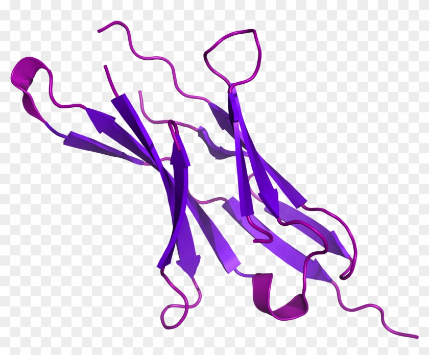 How Immunotherapy - Pd 1 Protein Clipart
