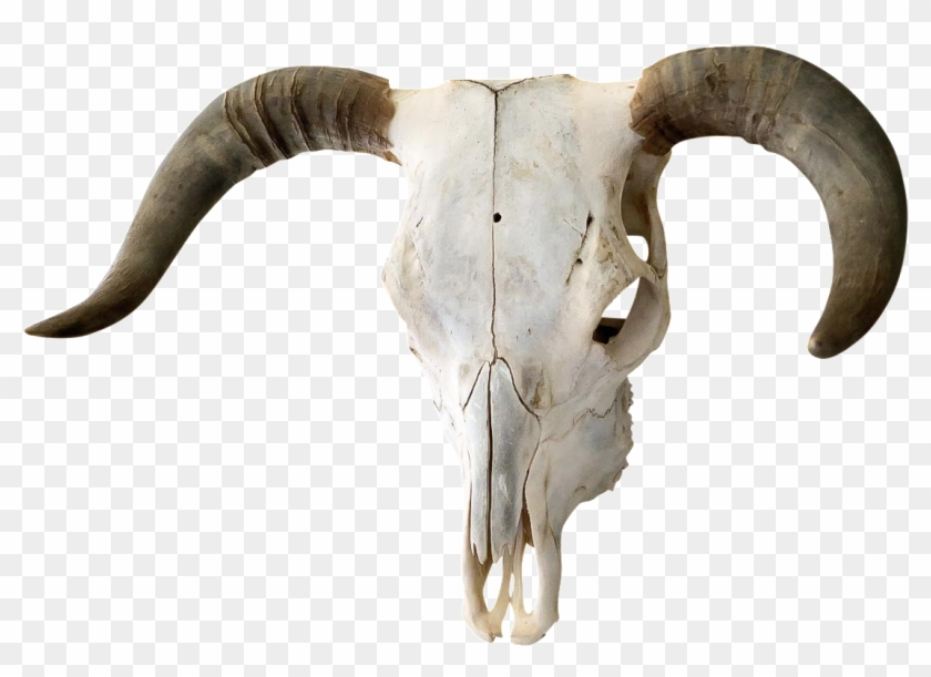 Authentic Horned Bull Chairish - Transparent Bull Skull Png Clipart #1424663