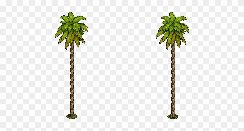Palmeras - Sabal Palmetto Clipart #1426429