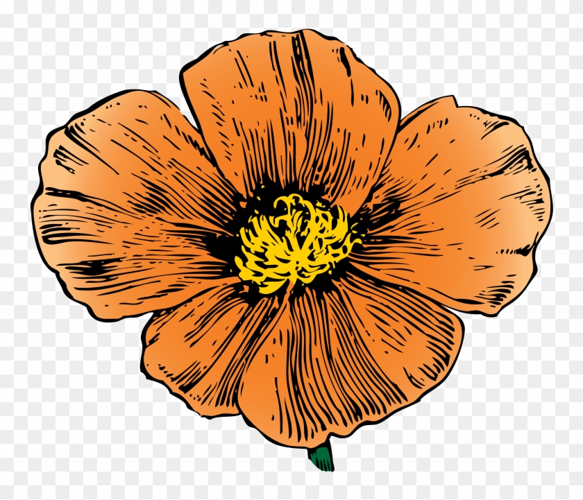 California Clip Art - California Poppy - Png Download