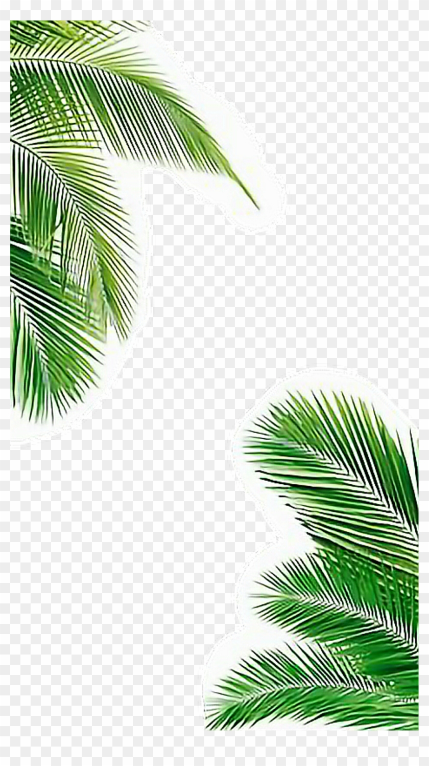 Palmera Sticker - Iphone Background Palm Trees Clipart