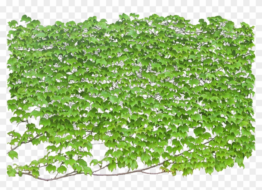 Palmeras Png, Recursos Photoshop, Jardines, Elementos - Wall Climbing Plant Png Clipart #1427578