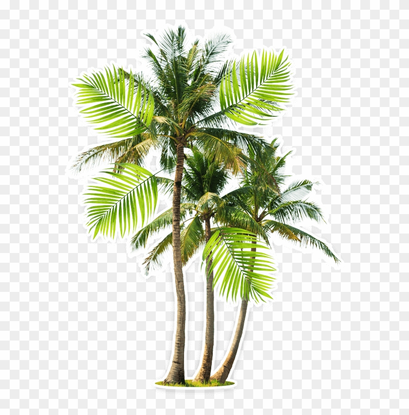 Beach - Coconut Clipart #1427612