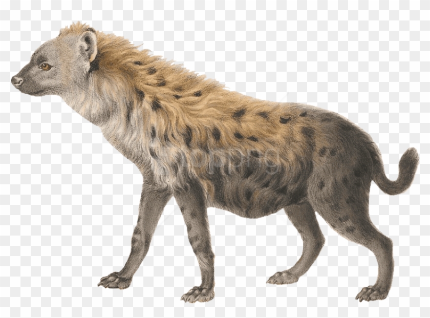 Free Png Download Hyena Png Images Background Png Images - Hyena Png Clipart #1428124