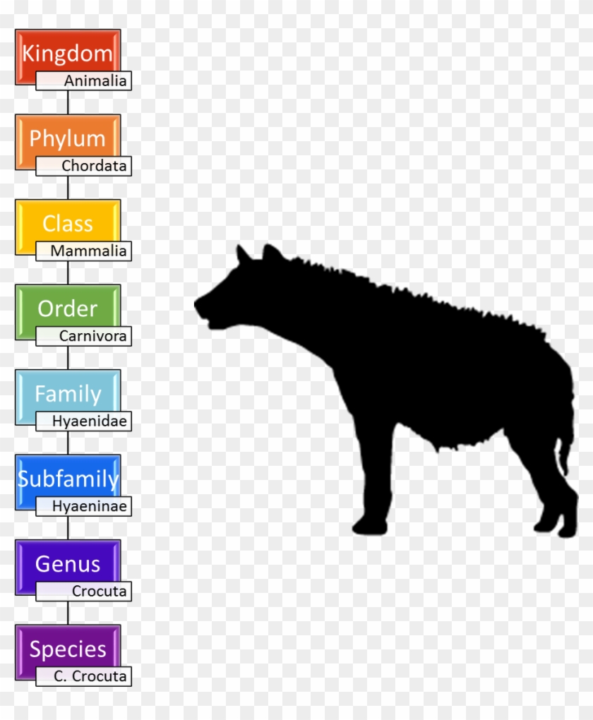 Taxonomy Of The Spotted Hyena - Hyena Taxonomy Clipart #1428941
