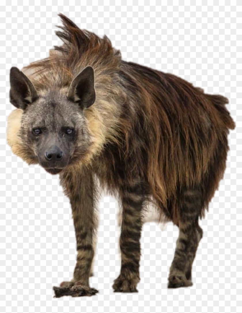 Report Abuse - Types Of Hyena Clipart