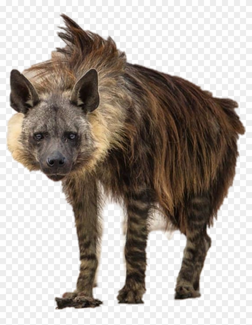 Report Abuse - Types Of Hyena Clipart #1429031