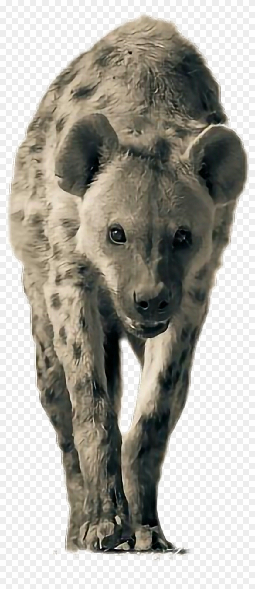 Report Abuse - White And Black Hyena Clipart #1429260
