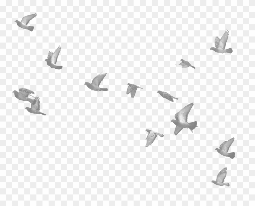 Birds - Bird Migration Clipart #1430399