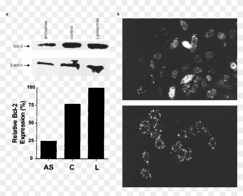 Selective Downregulation Of Bcl-2 Protein In Rko Colon - Graphic Design Clipart #1430708