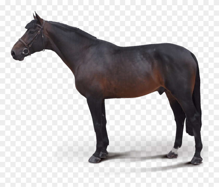 Medaglia D Oro Darley Clipart #1432409