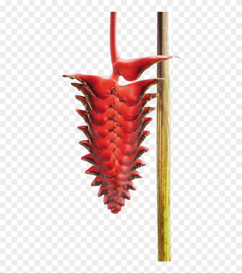 Lobster-claws , Png Download Clipart #1432469