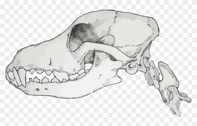 Carnivores Have Sharp Jagged Teeth Which Are Designed - Transparent Canine Skull Clipart #1434543