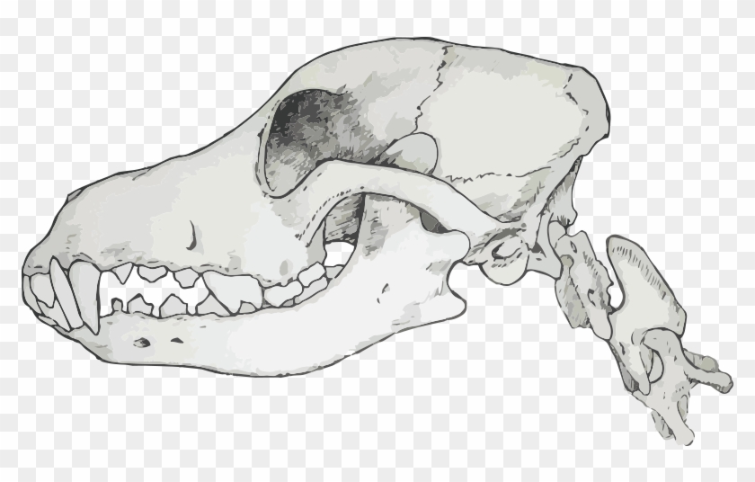 Carnivores Have Sharp Jagged Teeth Which Are Designed - Transparent Canine Skull Clipart