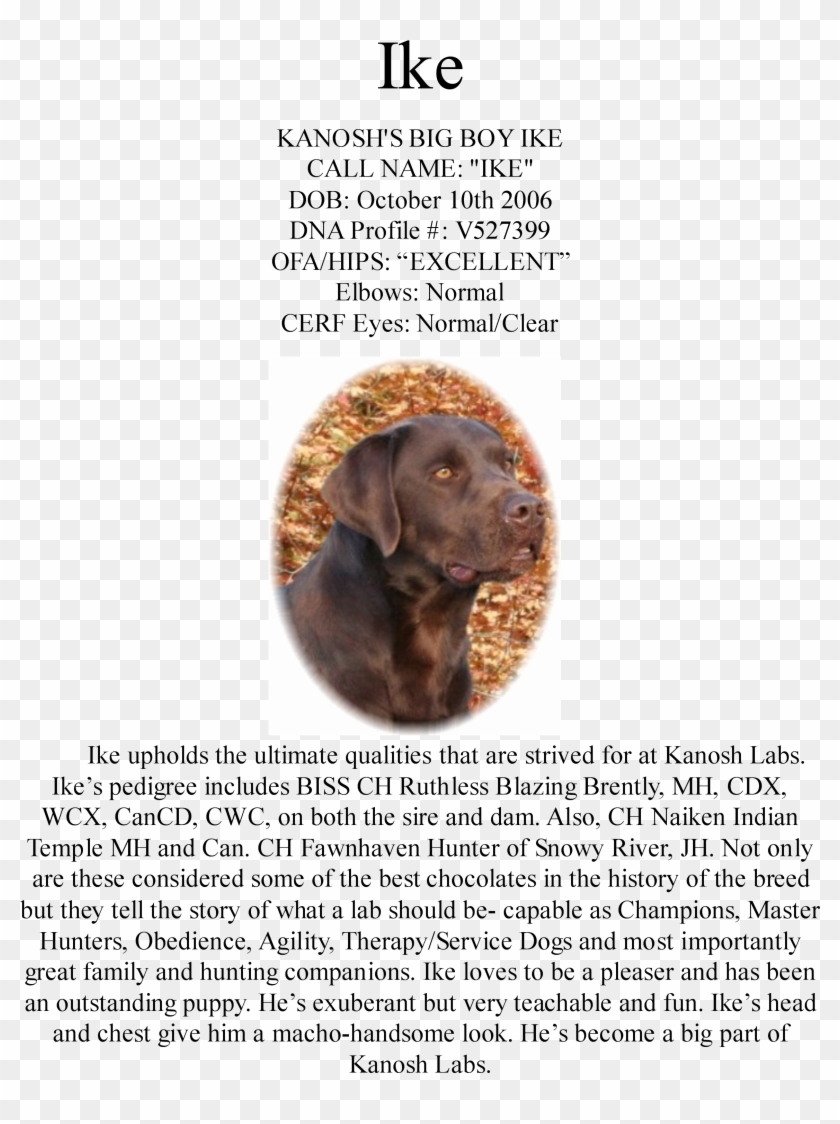 Ike Upholds The Ultimate Qualities That Are Strived - Labrador Retriever Clipart #1435141