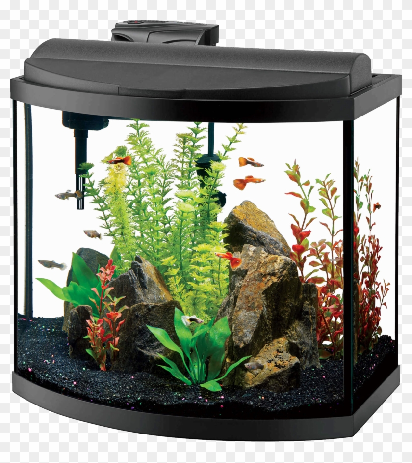 Aquarium Png - 10 Gallon Bow Front Aquarium Clipart