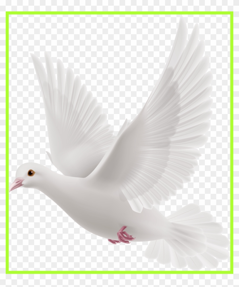 Fascinating Doves Preobrazovannyj Png Clip Art Album - White Pegions For Editing Transparent Png #1445817