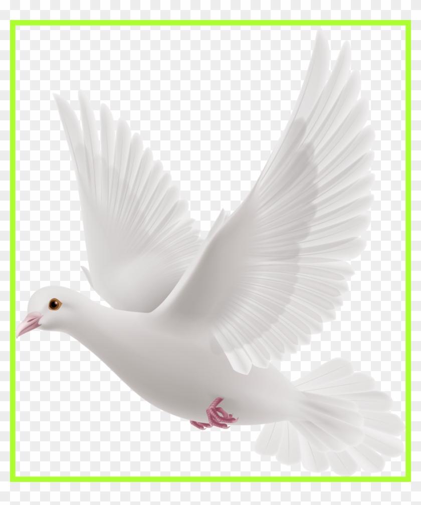 Fascinating Doves Preobrazovannyj Png Clip Art Album - White Pegions For Editing Transparent Png
