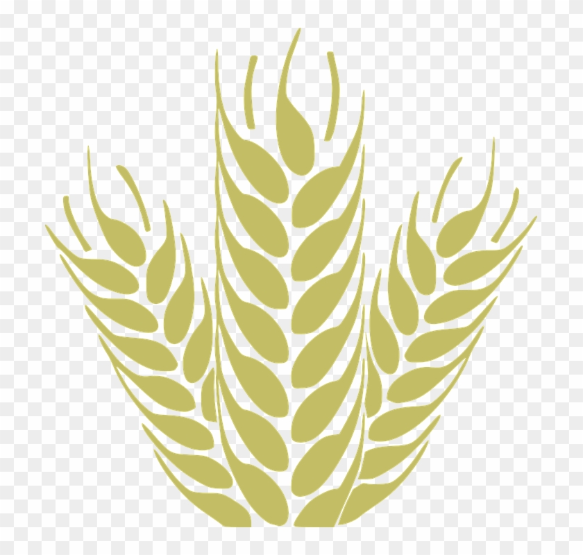 Corn, Grain, Spica, Wheat, Cereals, Harvest - Cereais Desenho Png Clipart #1445820