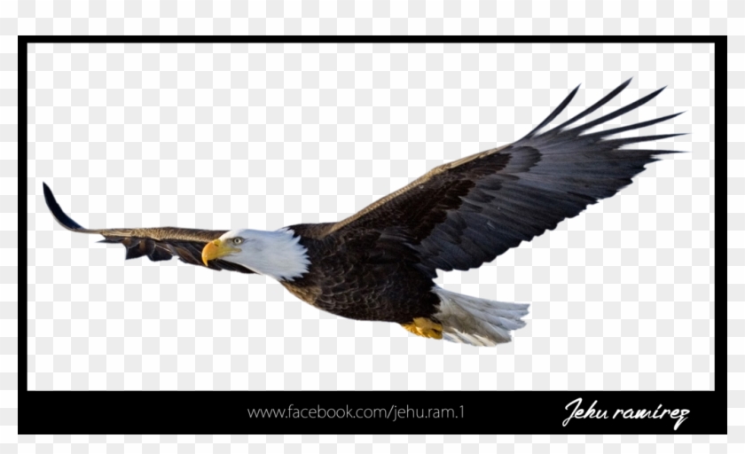 Aguila Png - Transparent Eagle Png Clipart