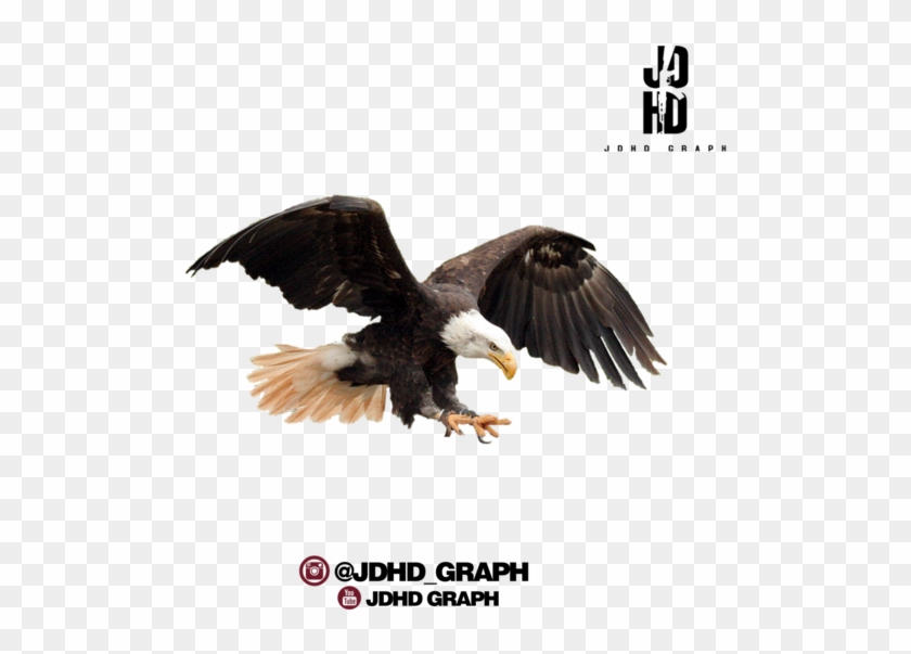 Aguila Full Hd - Aguia Png Clipart #1446226