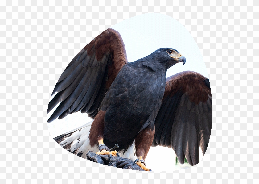 Aguila De Harris Png Clipart