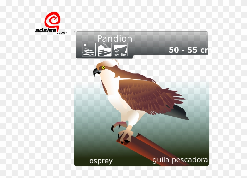Small - Osprey Clip Art - Png Download #1447176