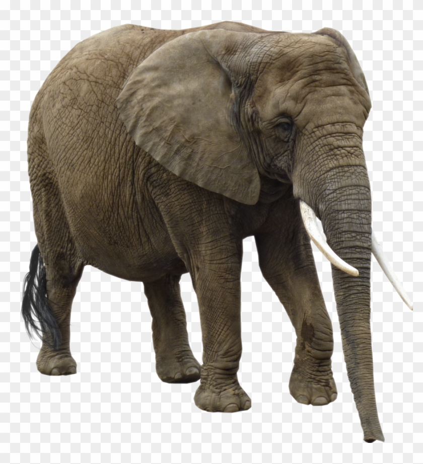 Download Png Image Report - Elephants Png Clipart #1451270